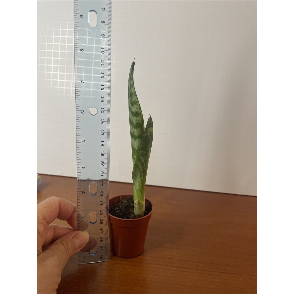 Snake Plant Sansevieria trifasciata Green and white Live Plant rooted 7” - Picture 5 of 5
